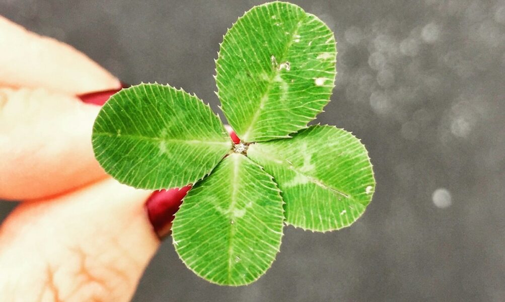 close-up photography of person holding green leaf plant
