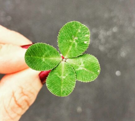 close-up photography of person holding green leaf plant